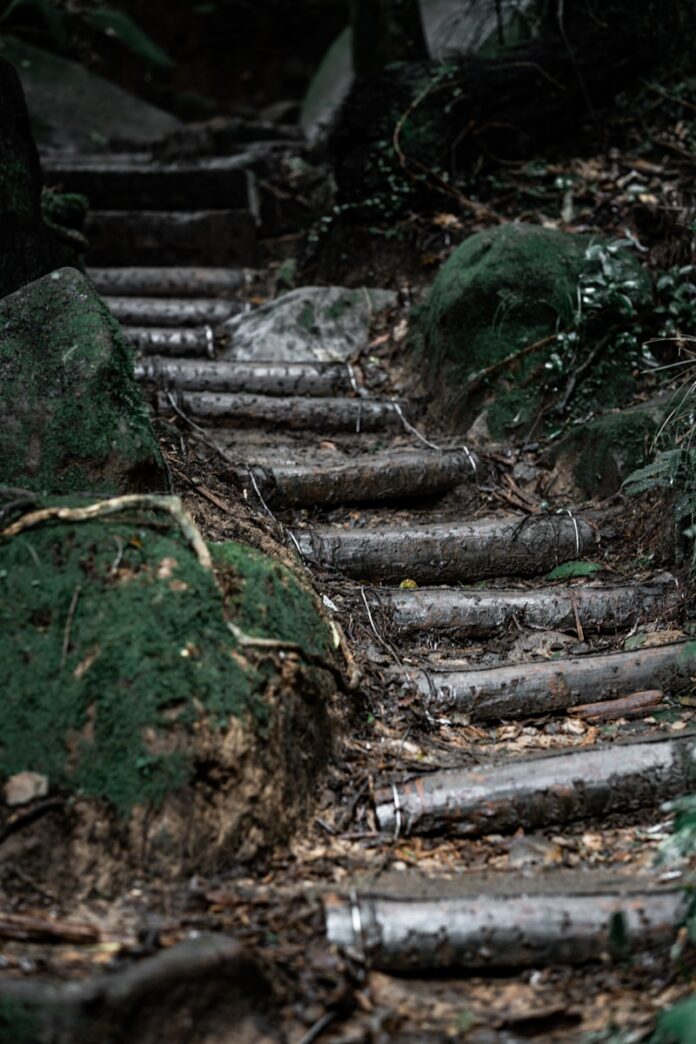 Photo by Harley Lin a set of steps in the woods with moss growing on them